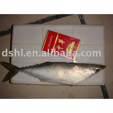 Frozen Mackerel, Frozen Pacific Mackerel ,Frozen Mackerel (Scomber Japonicus)